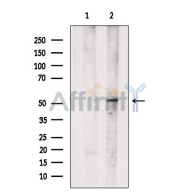 AF0879 p53 Antibody WB MCF7 cells