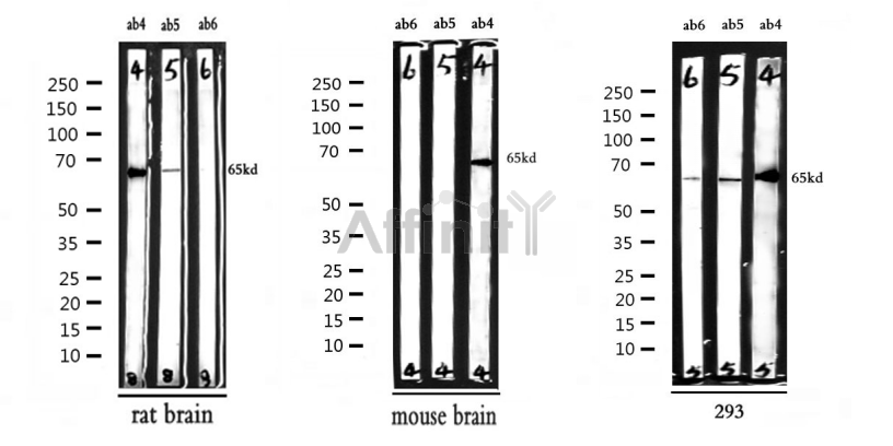 AF5006 NF kB p65 Antibody