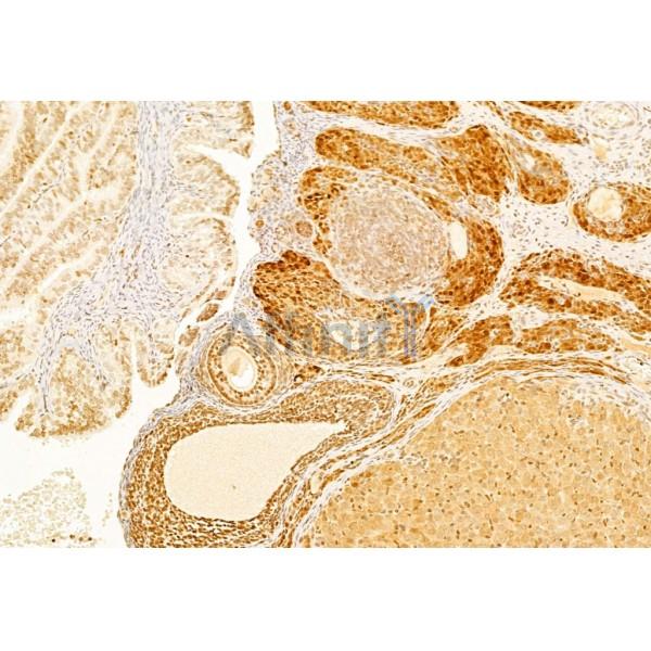 AF6311 Caspase 3 Antibody IHC Rat ovary tissue