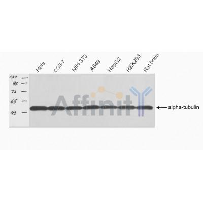 AF7010 alpha tubulin