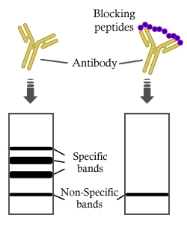 Phosopho specific antibody